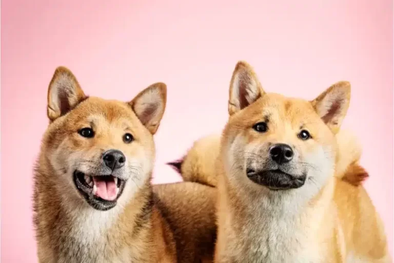 Diferenças entre o Akita Inu e o Shiba Inu