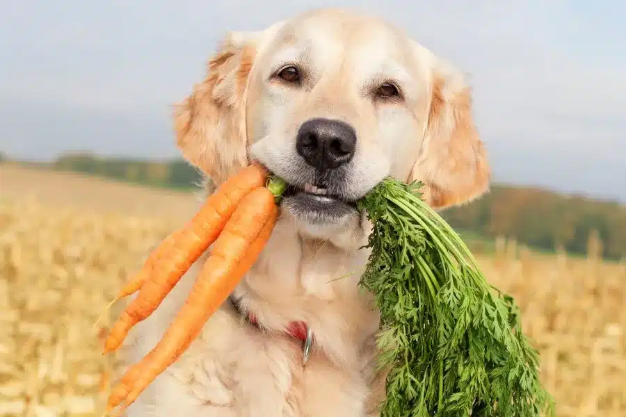 Benefícios das cenouras para cachorros