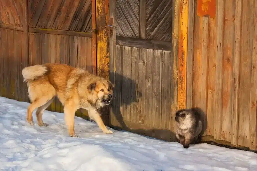 Por que cachorros não gostam de gatos