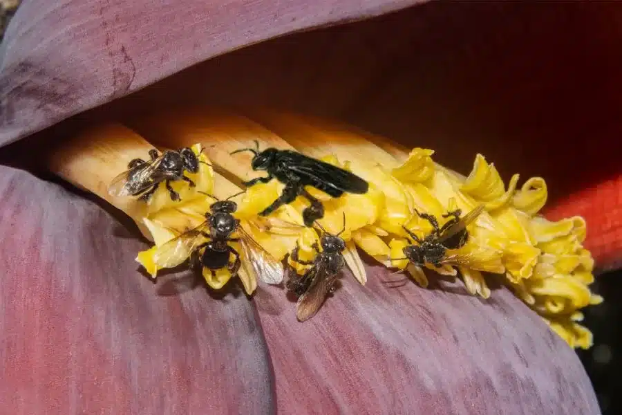 Conheça a fascinante abelha cachorro: uma pequena gigante da polinização