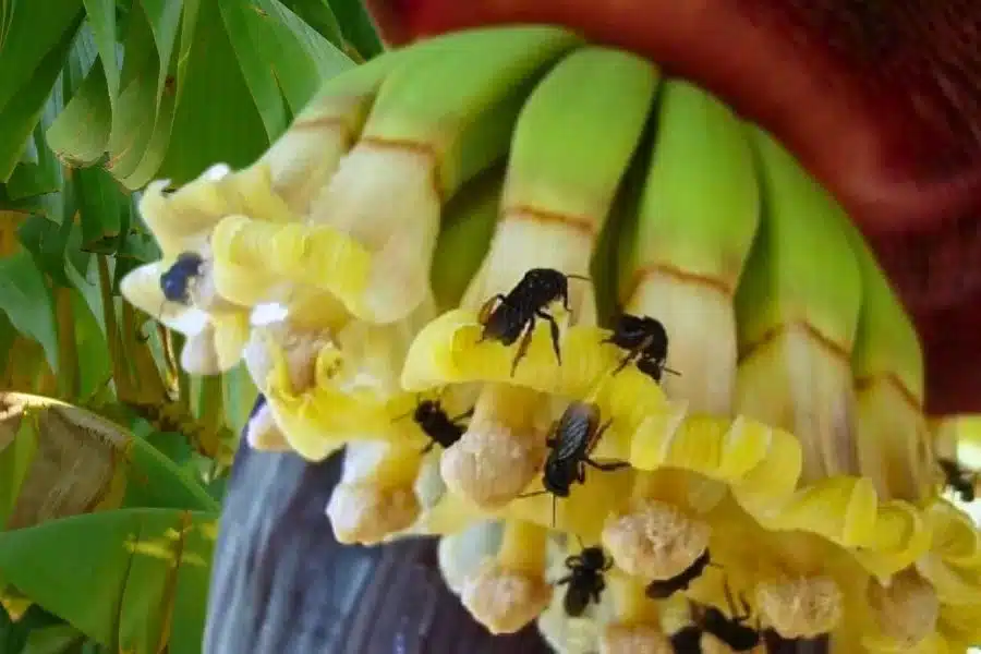 Conheça a fascinante abelha cachorro: uma pequena gigante da polinização