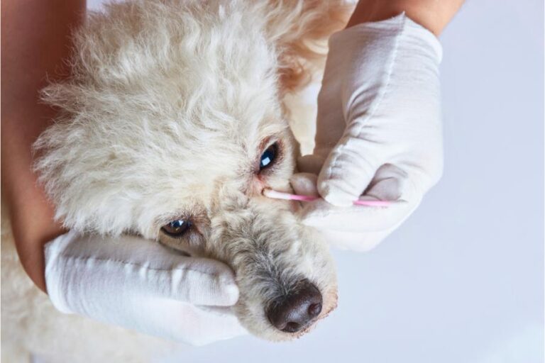 Cachorro com remela: saiba sobre essa condição ocular