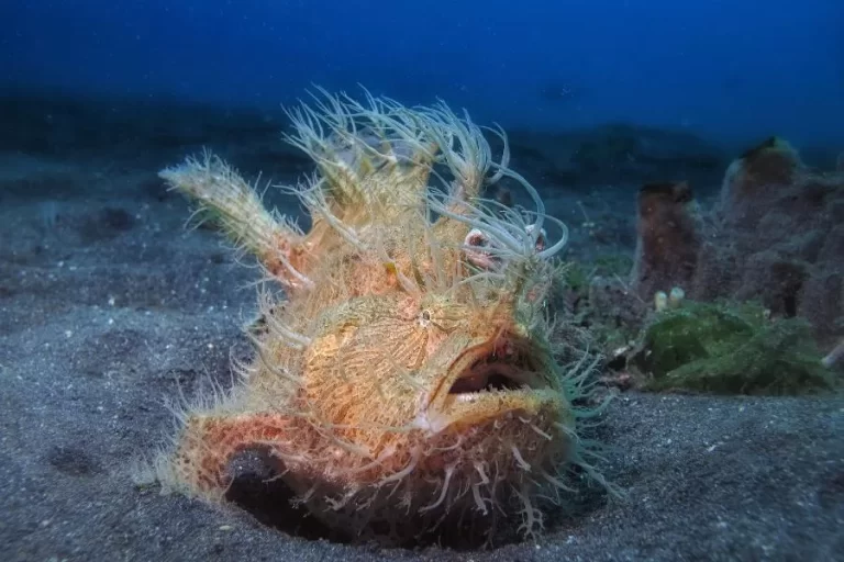 Conheça o peixe sapo peludo - Imagem Canva Pró