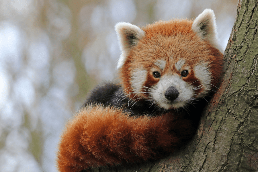 O panda-vermelho: uma encantadora criatura de pelagem vibrante