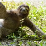 O bicho preguiça: a delicadeza da lentidão