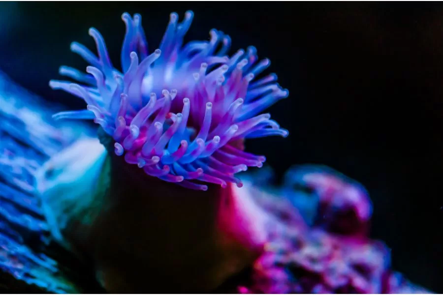 Anêmona-do-mar no reino subaquático