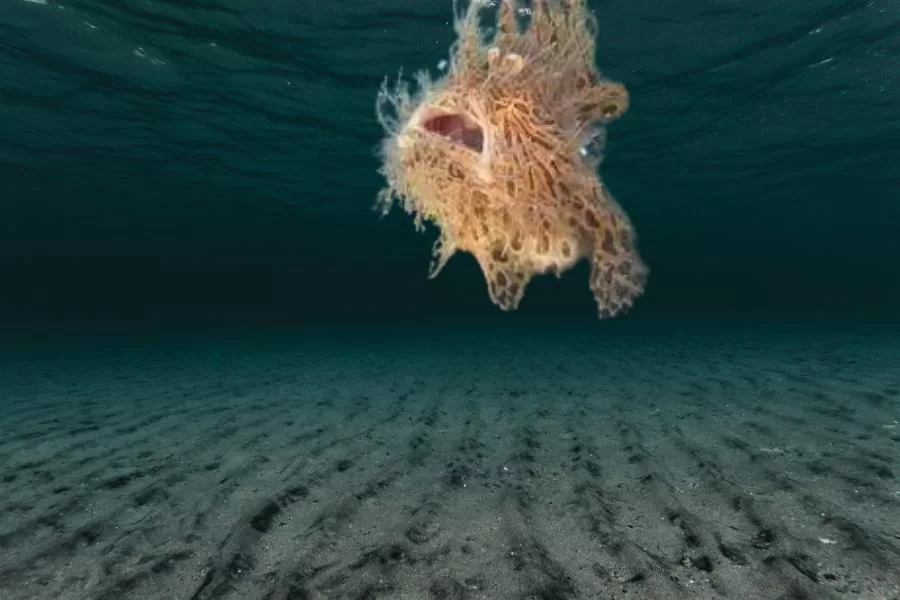 Conheça o peixe sapo peludo