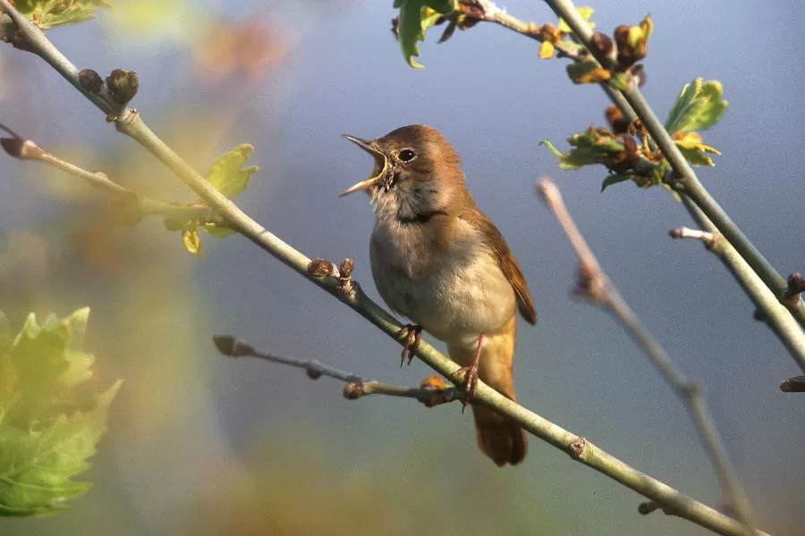 Os 10 cantos de pássaros mais bonitos - Imagem Canva Pró.