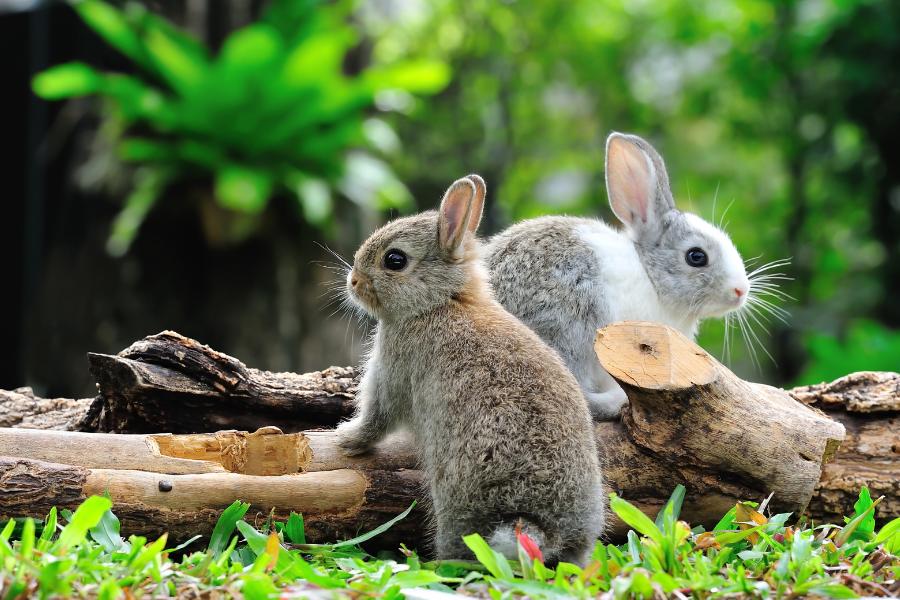 A incrível adaptação dos coelhos ao ambiente - Imagem Canva Pró