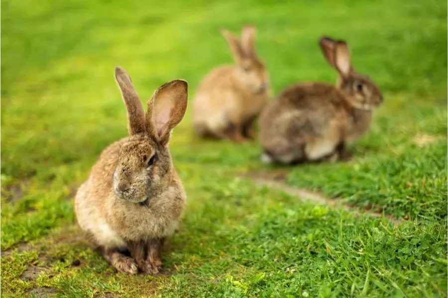 A incrível adaptação dos coelhos ao ambiente