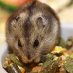 Alimentação dos hamsters e entender quais alimentos podem ser oferecidos