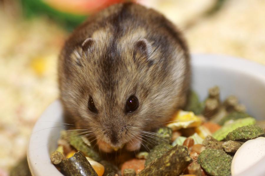 Alimentação dos hamsters e entender quais alimentos podem ser oferecidos