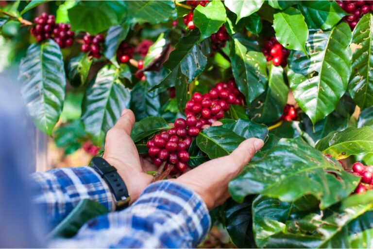 Café: a bebida energética mais consumida - Imagem Canva Pró.