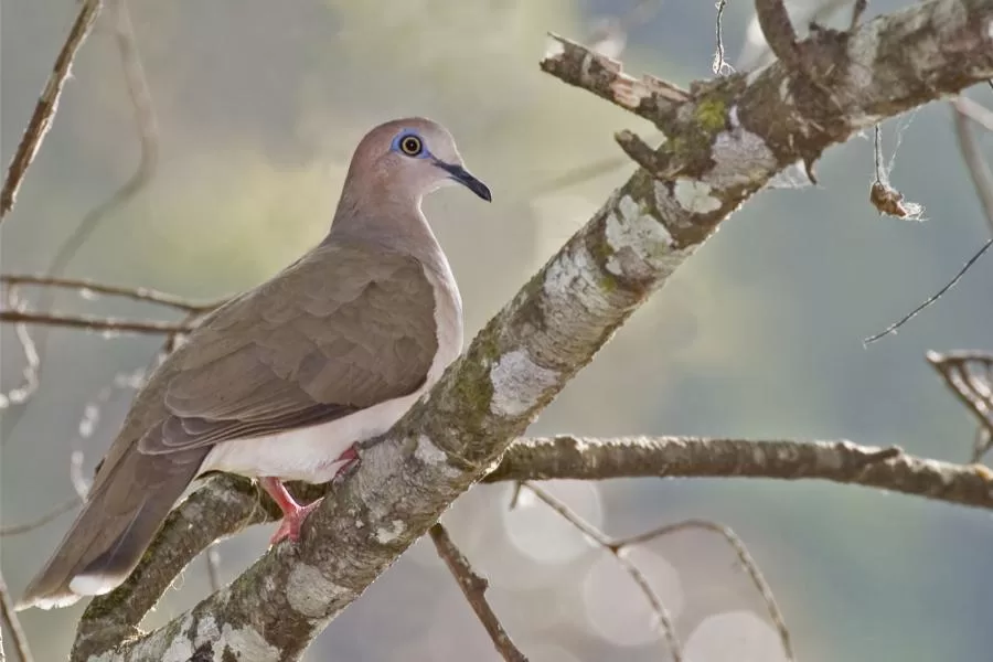 O juriti: uma ave encantadora da nossa fauna