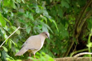 O juriti: uma ave encantadora da nossa fauna