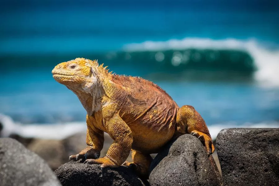 A iguana: revelando os encantos de um réptil surpreendente