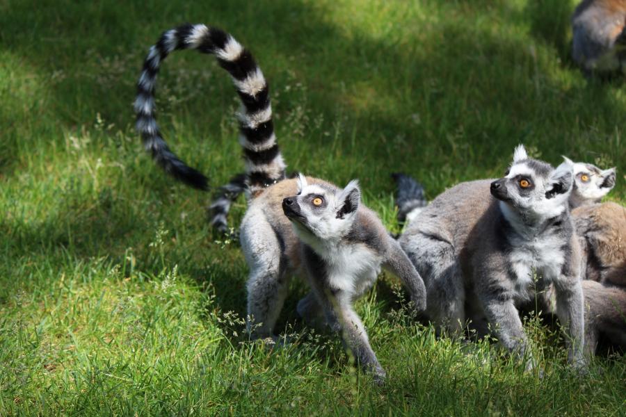 A vida dos lêmures: encantadores primatas - Imagem Canva Pró.