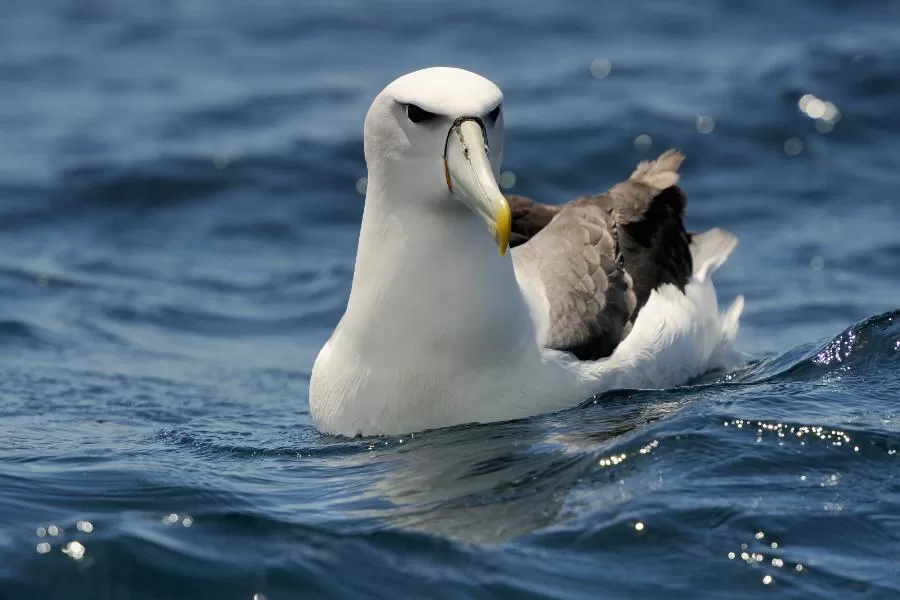 Espécies de aves oceânicas: beleza e mistério dos mares