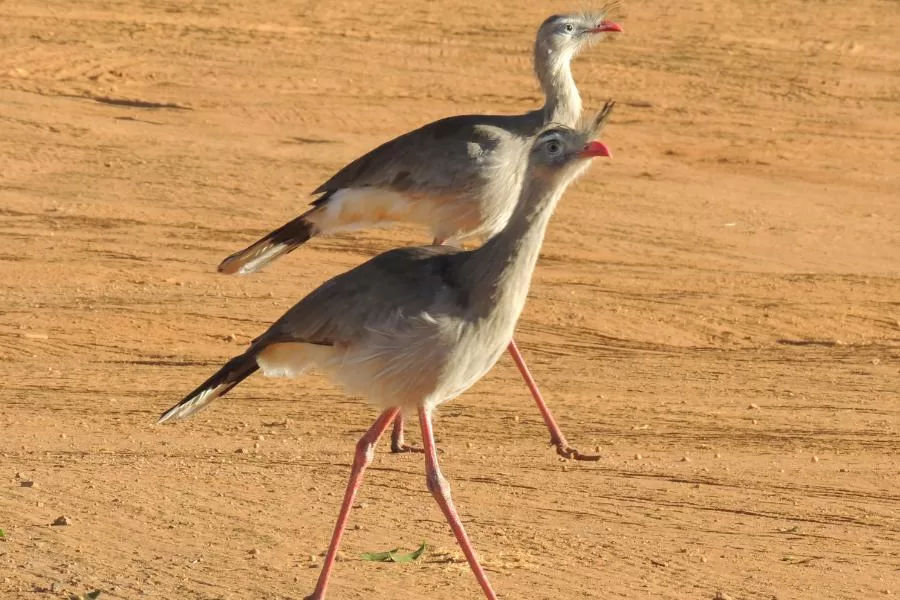A surpreendente seriema: conheça uma das aves mais peculiares do Brasil