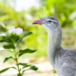 A surpreendente seriema: conheça uma das aves mais peculiares do Brasil