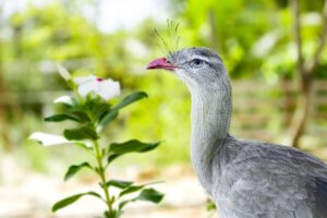 A surpreendente seriema: conheça uma das aves mais peculiares do Brasil