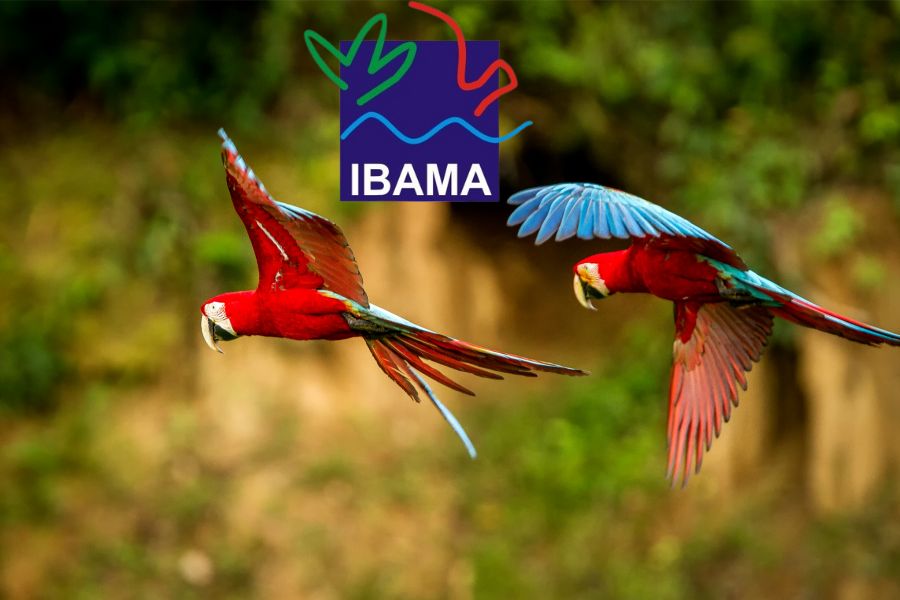 O IBAMA: protegendo a fauna e a flora brasileira
