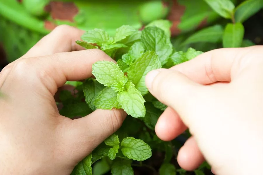 Plantas aromáticas para se ter em casa