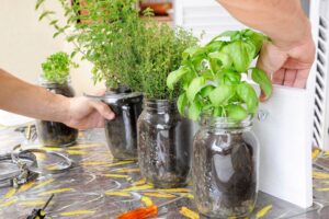 Plantas aromáticas para se ter em casa