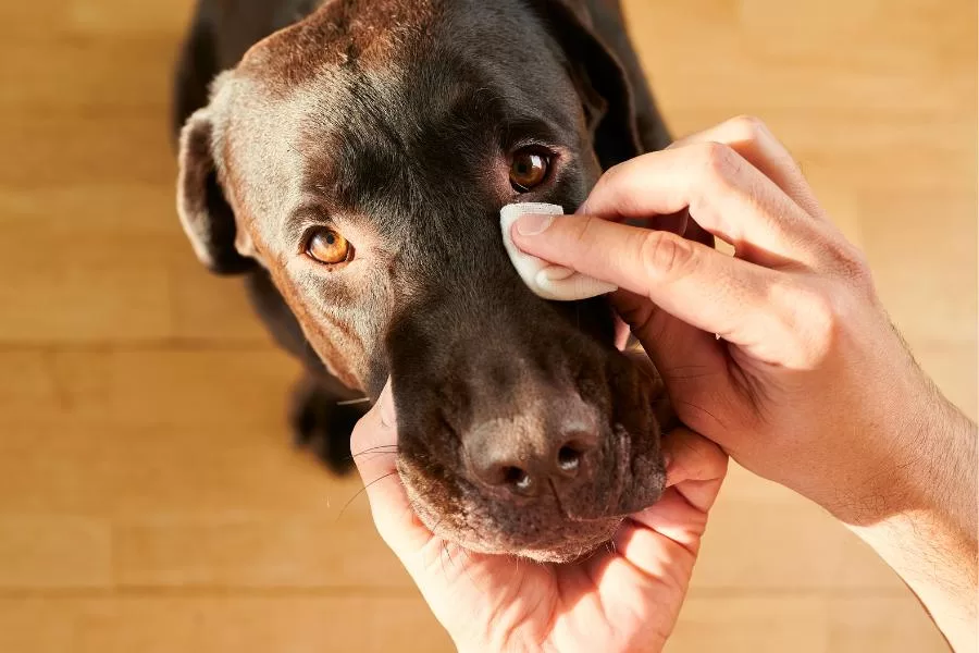 Cachorro com remela: saiba sobre essa condição ocular