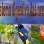 Sistema digestivo das aves: desvendando os segredos