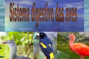 Sistema digestivo das aves: desvendando os segredos