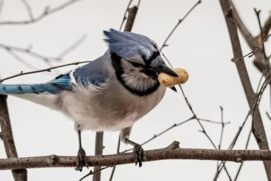 Sistema digestivo das aves: desvendando os segredos