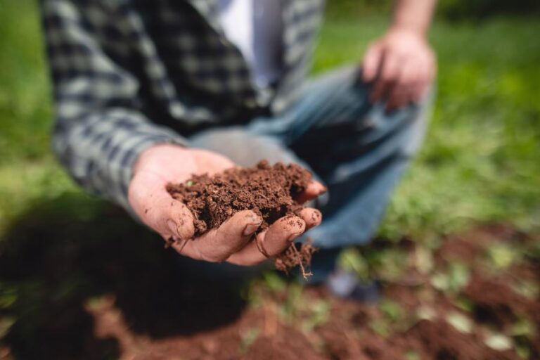 Descubra tudo sobre a terra vegetal e como prepará-la corretamente