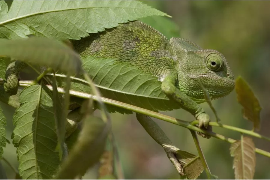 Adaptações surpreendentes: os segredos da sobrevivência animal