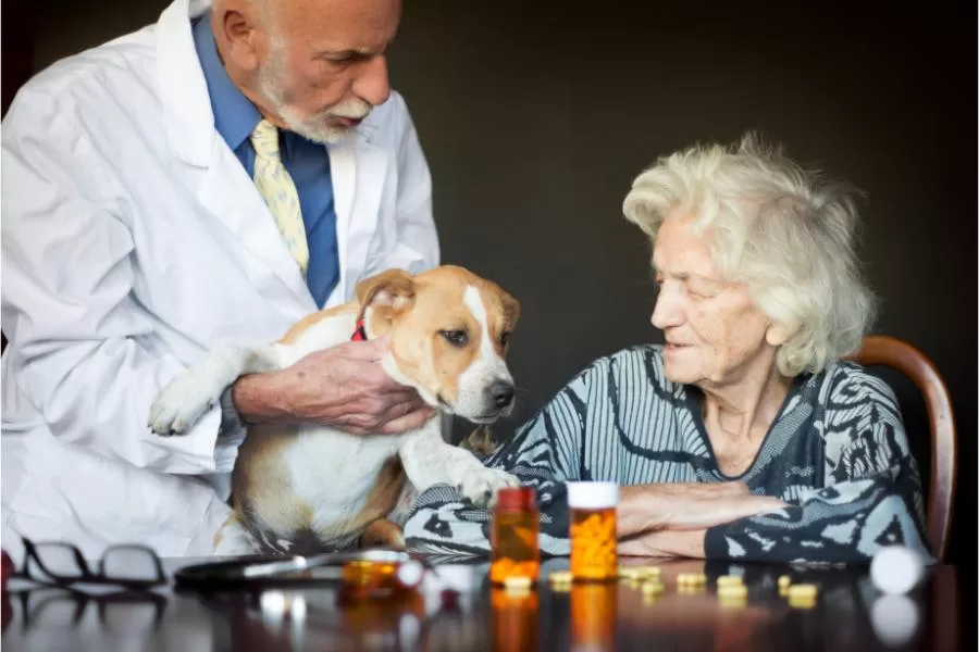Os benefícios da terapia assistida por animais