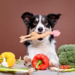 Alimentação natural para os cães