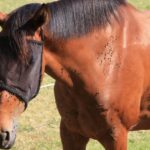 Berne em cavalo: como tirar berne de cavalo?