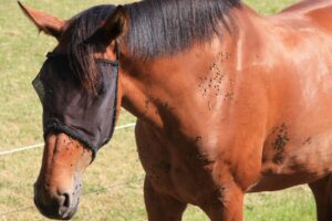 Berne em cavalo: como tirar berne de cavalo?