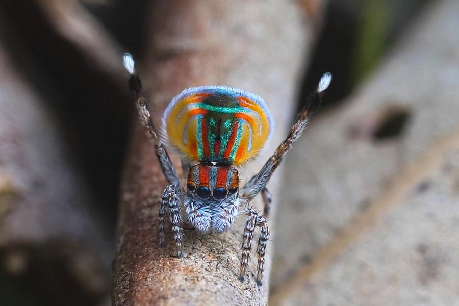 Aranhas exóticas e suas peculiaridades