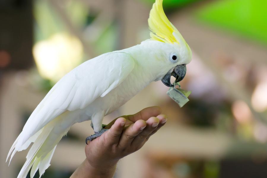 Cacatuas: aves encantadoras e fascinantes