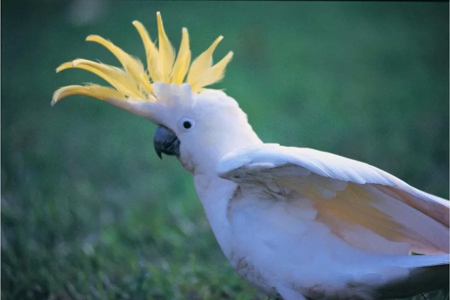 Cacatuas: aves encantadoras e fascinantes