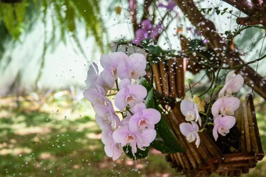 Misturinha bomba para florir orquídea