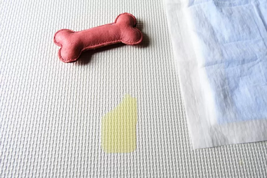 Como tirar cheiro de urina de cachorro do tapete?