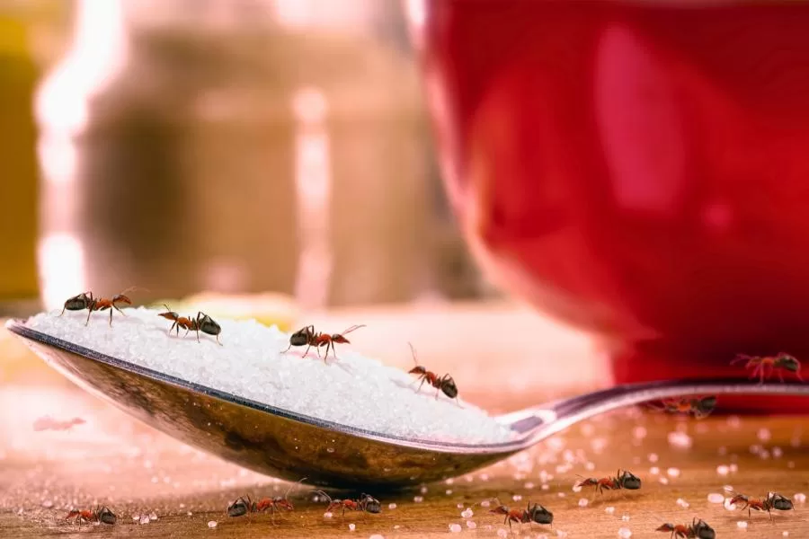 Misturinha caseira para espantar formigas da cozinha - Imagem Canva Pró.