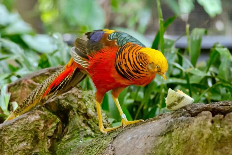 Faisão-dourado: beleza e elegância em plumas - Imagem Canva Pró.