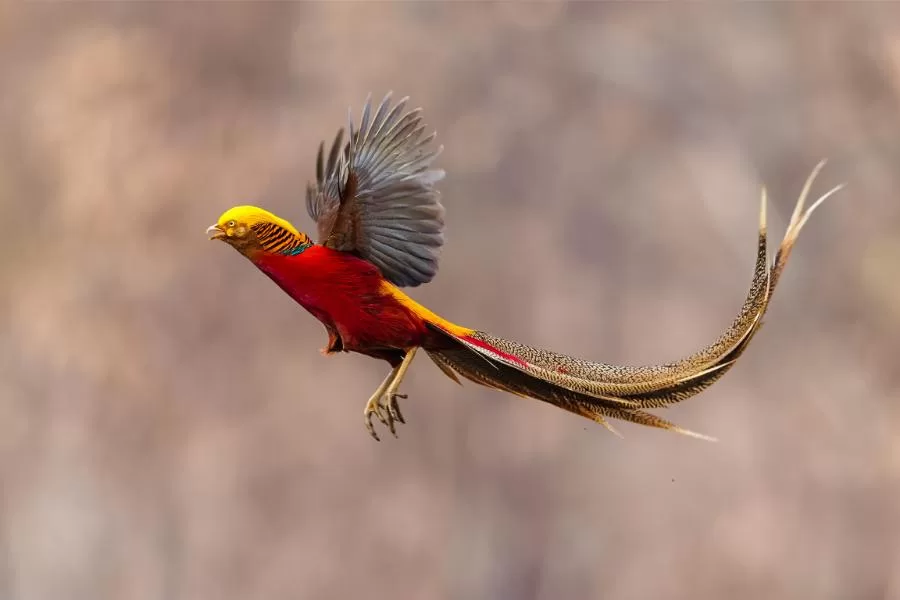 Faisão-dourado: beleza e elegância em plumas