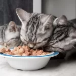 Alimentação adequada para gatos - Imagem: Canva Pró.