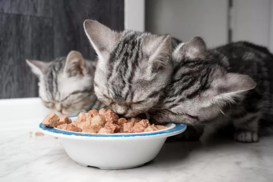 Alimentação adequada para gatos - Imagem: Canva Pró.
