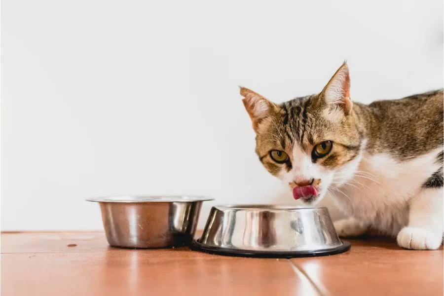 Alimentação adequada para gatos
