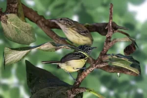 O zidedê: conheça essa espécie exótica e colorida